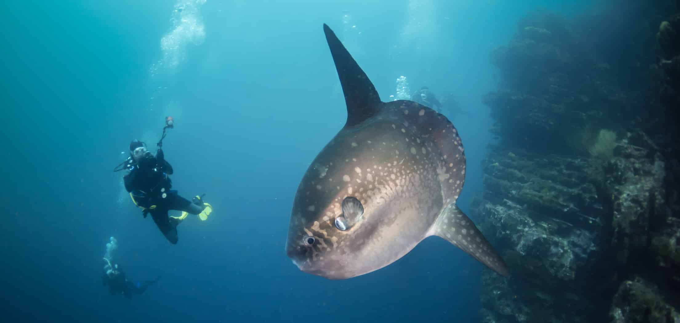 Scenic Diving in the South