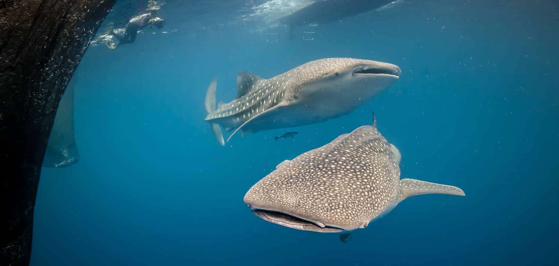 The Galapagos of Indonesia