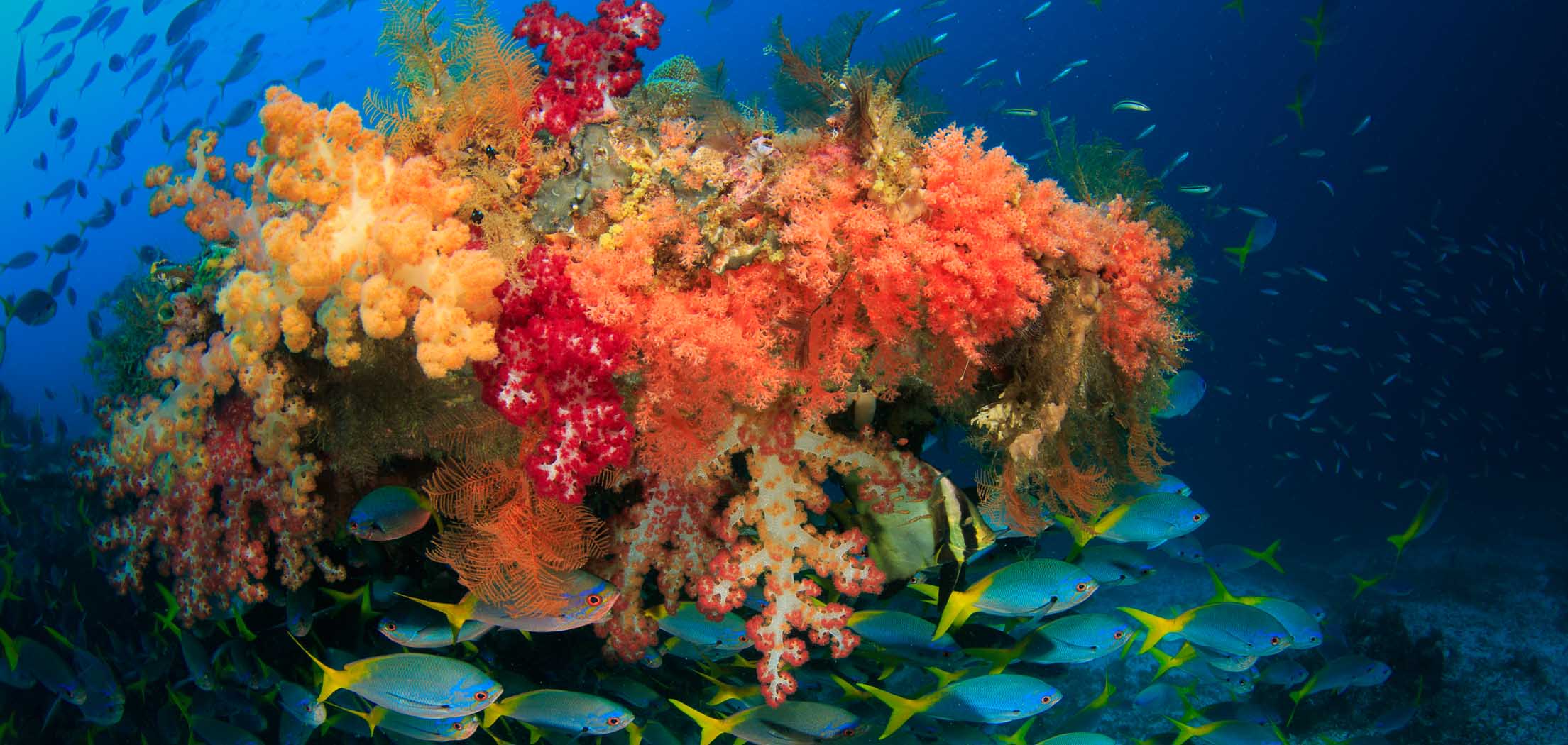 Undiscovered Underwater Worlds