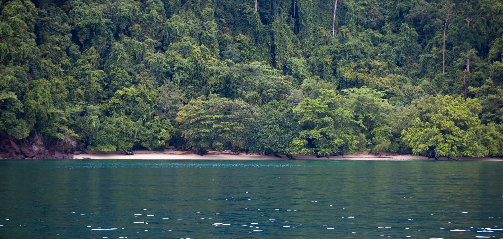 Bordering the Rainforest