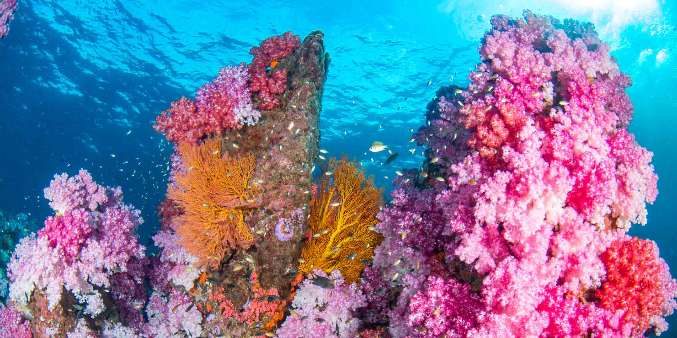 Professional Photographers