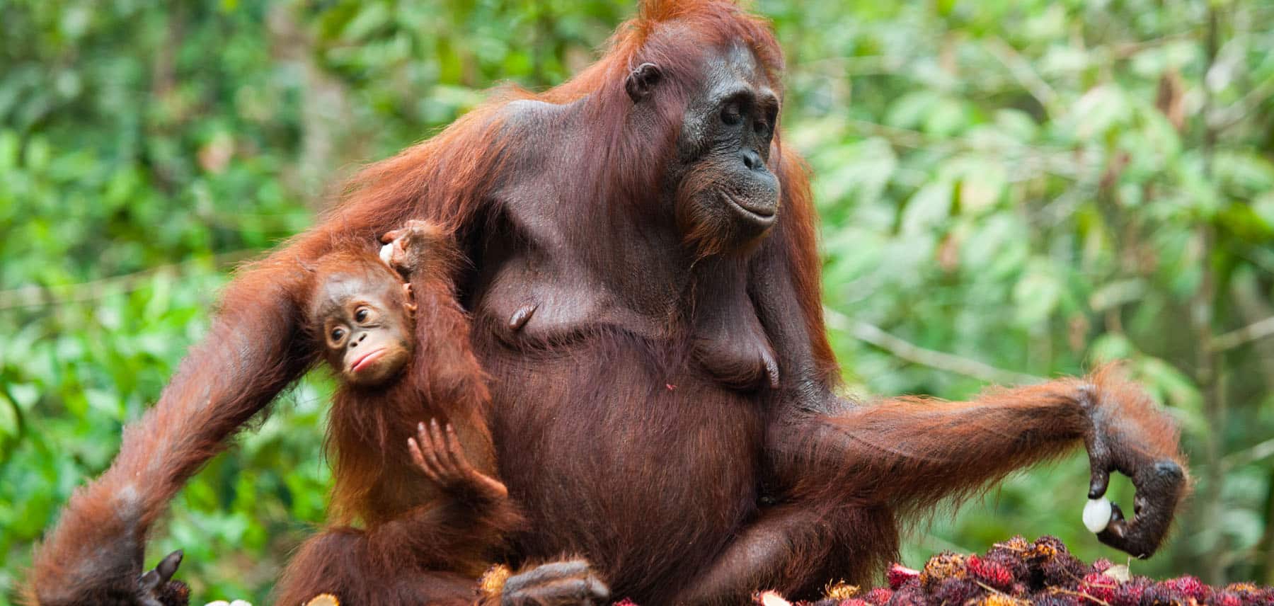 Orangutan Conservation