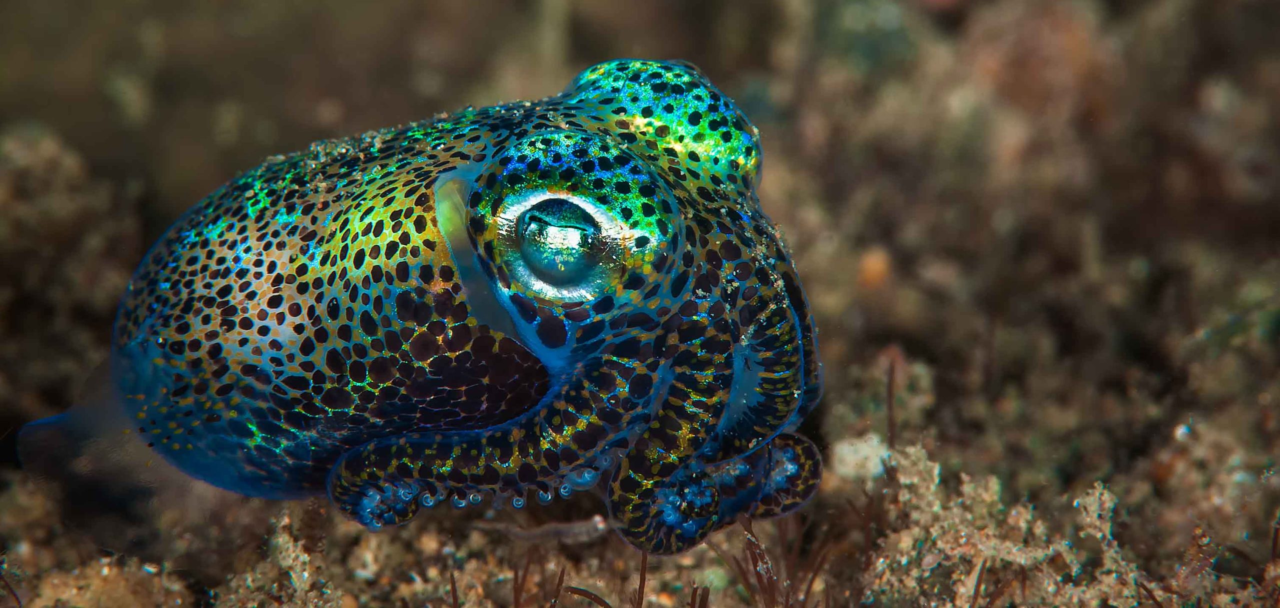 Wildlife Preserves of Epic Proportions