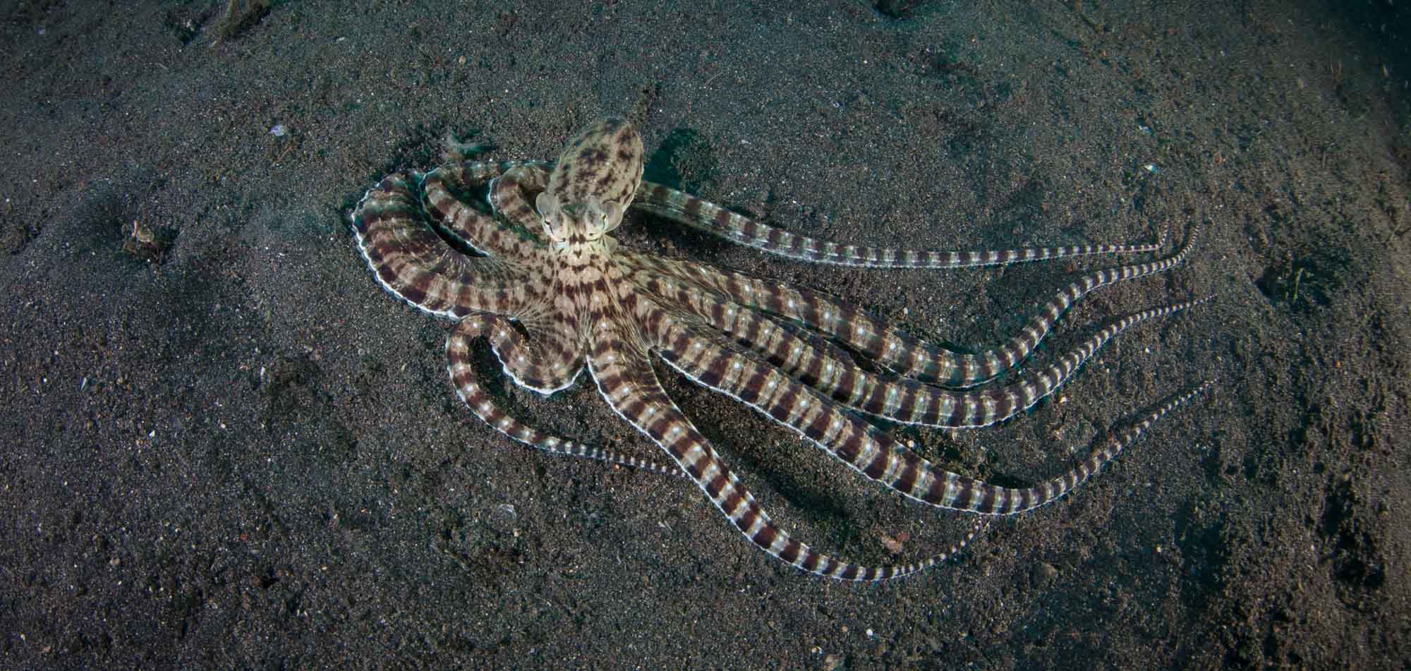 Strange, Beautiful Creatures