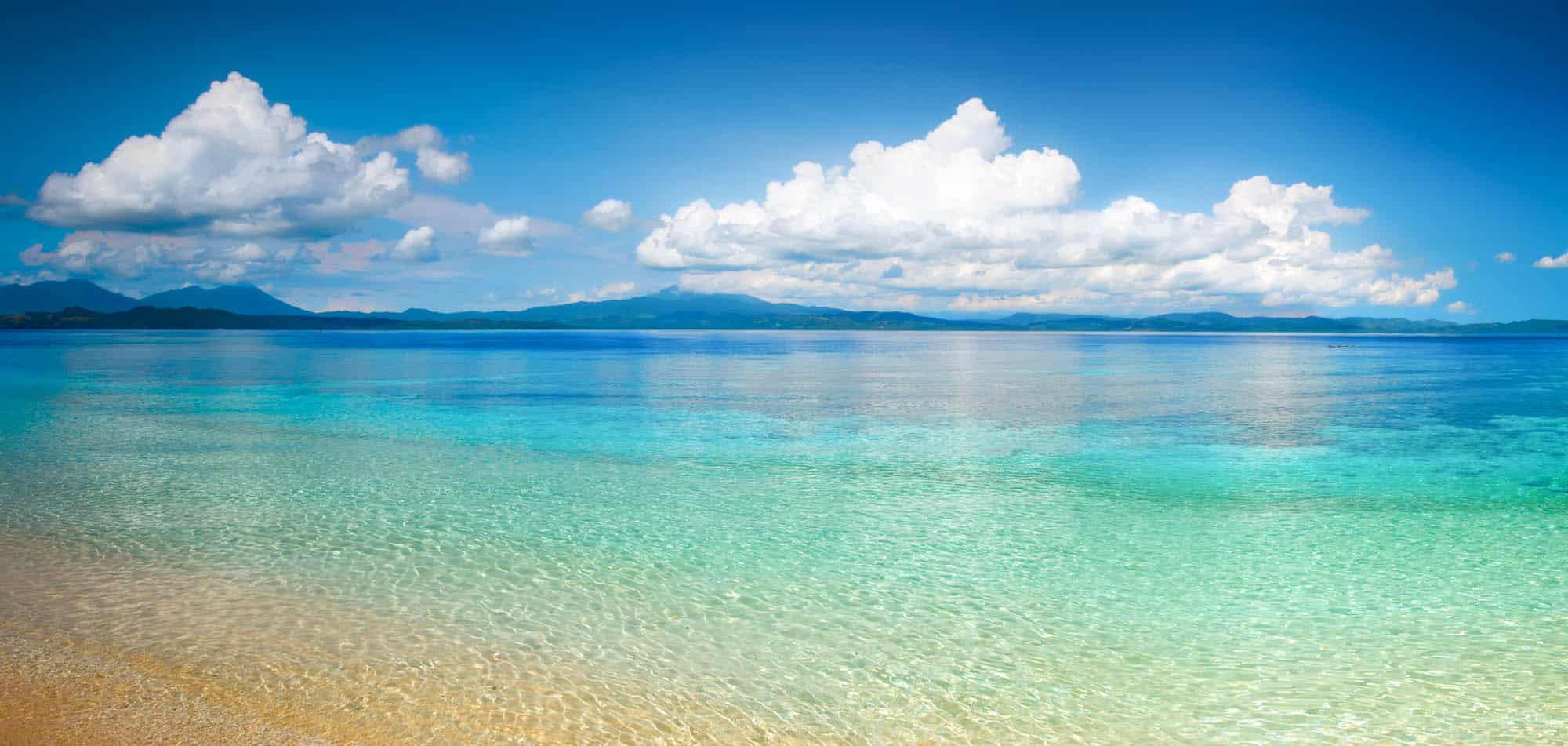 Fascinating Octopodes