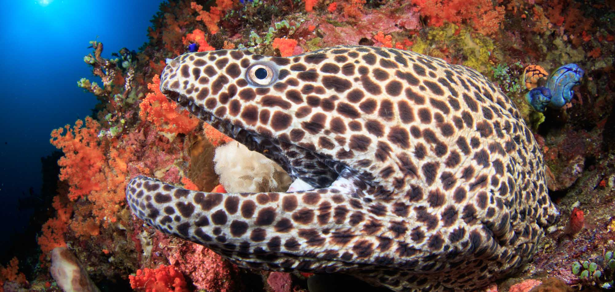 Diving the Banda Sea