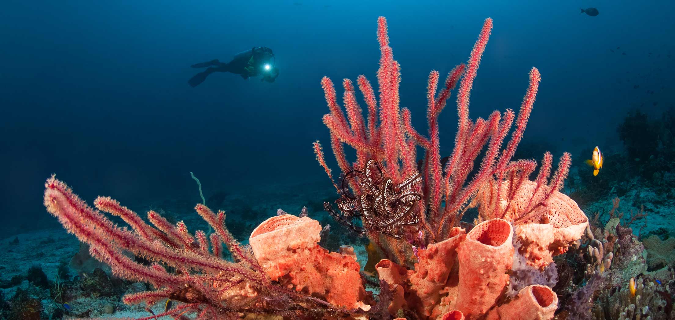 Seclusion in South East Sulawesi