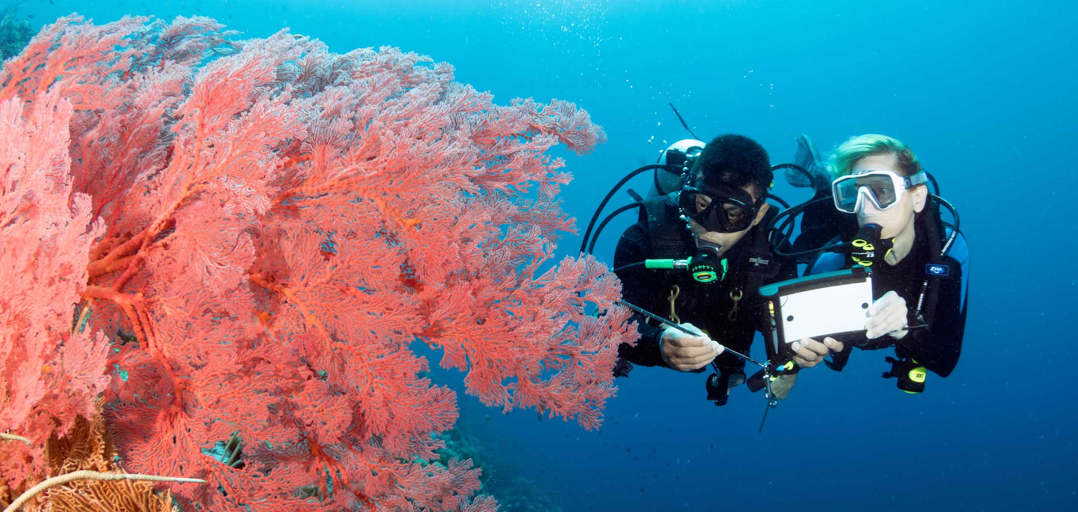 Professional Dive Services